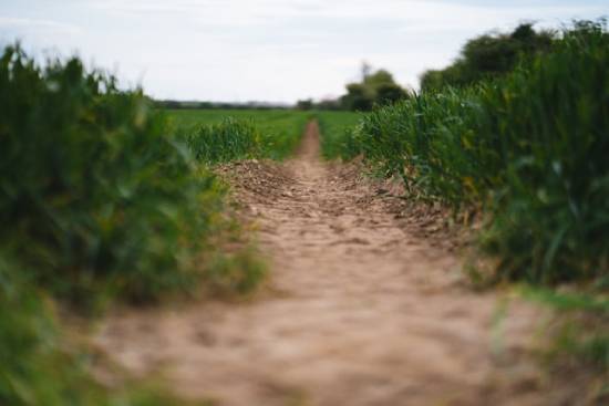 A hard-packed dirt road represents the wayside, or a mindset closed to God's Word.