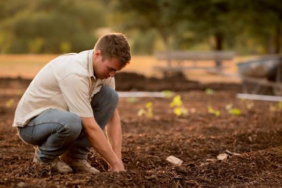Man planting seeds in large garden plot A young man kneels in the dirt, pulling vegetables from the ground.
