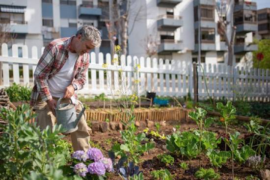 Man watering plants in a community garden A man waters his plants in a community garden behind apartments. Some urban places off spaces for residents to plant their own gardens.