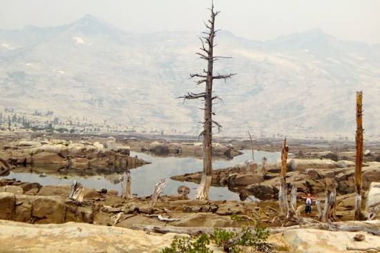 Destroyed landscape with dead trees and no signs of life A smoky image of a dry landscape with bare trees and no greenery.